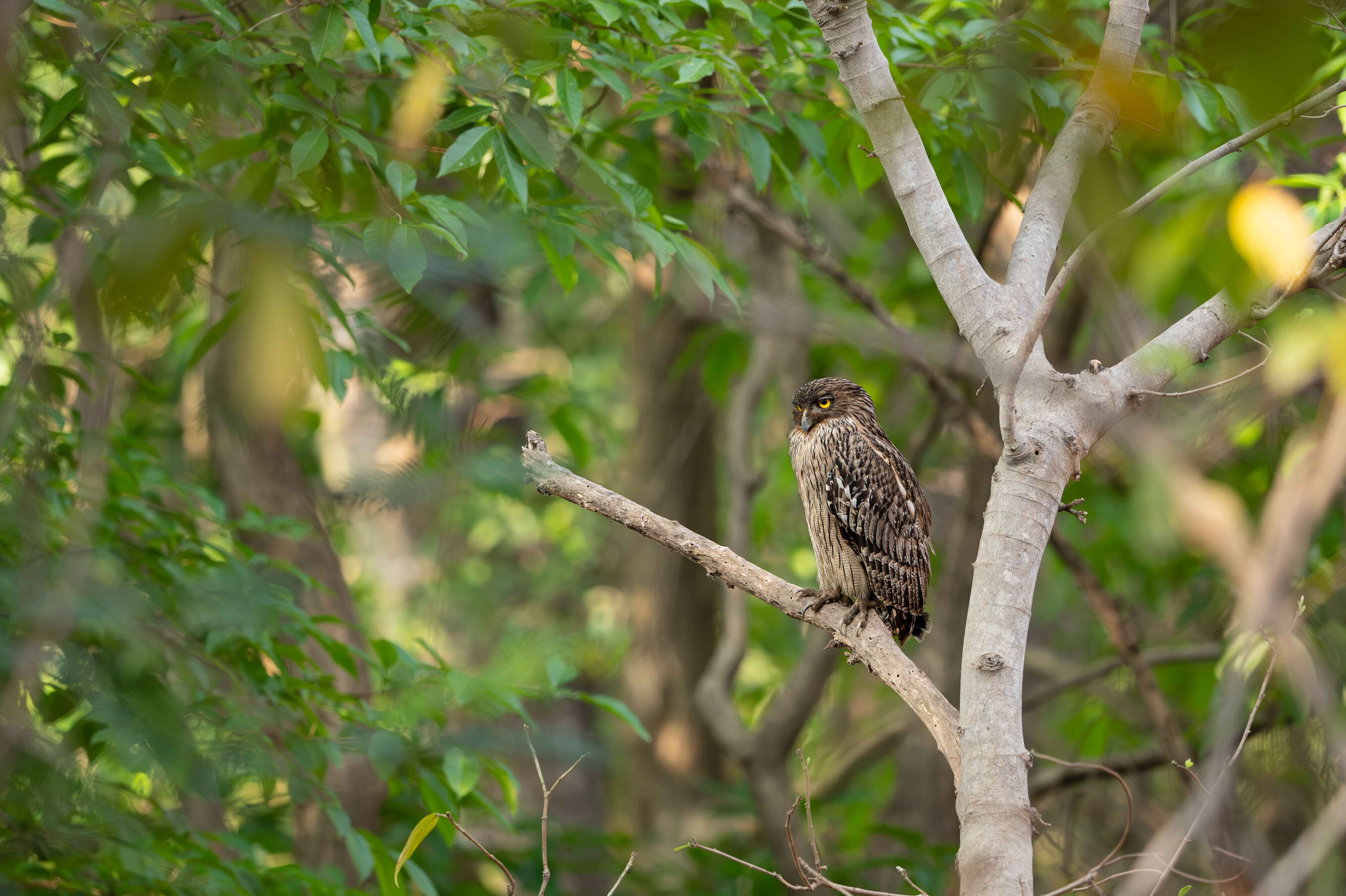 Brown Fish Owl